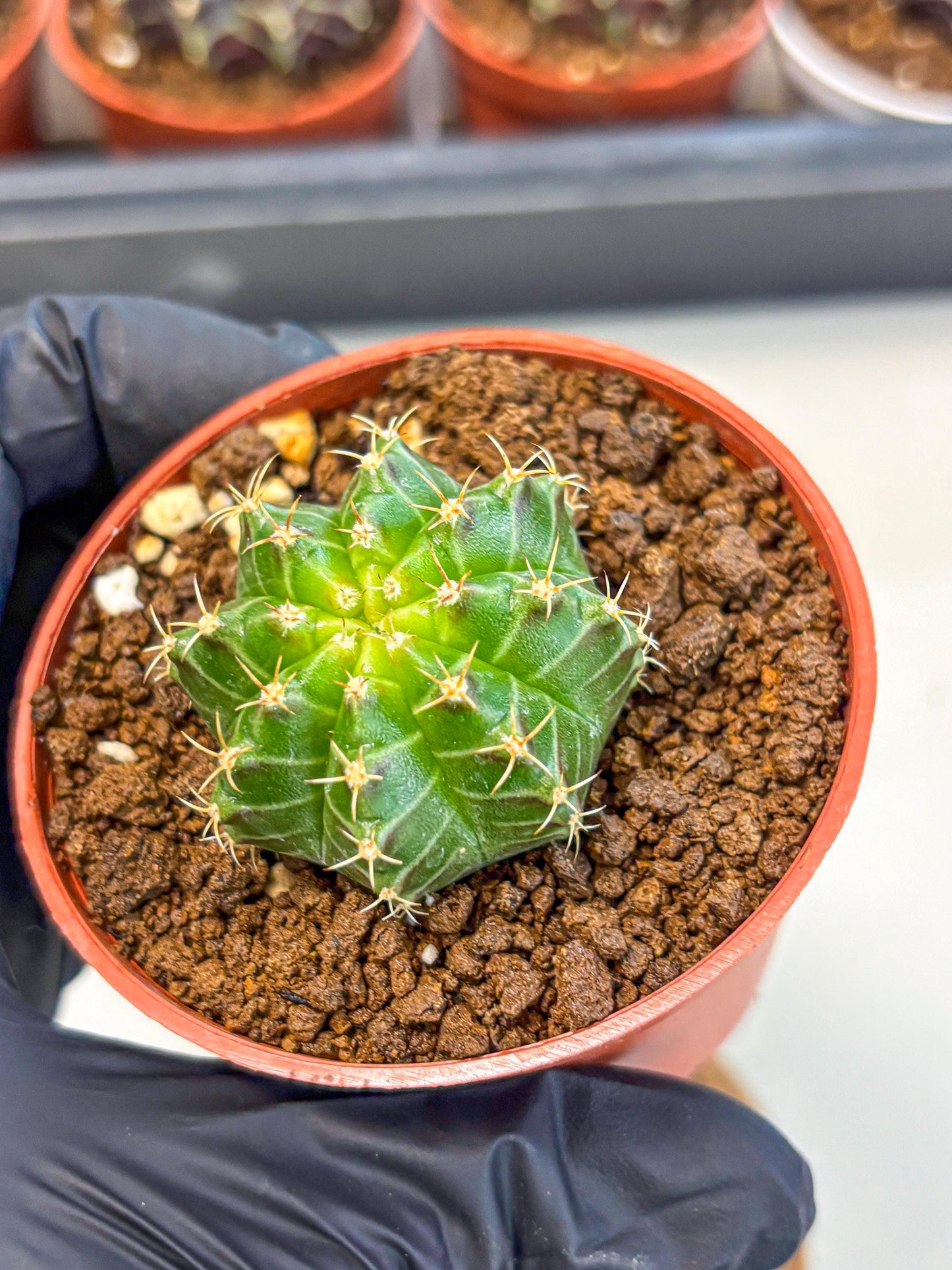 Gymnocalycium Neon (gy14) (b2) | Variegated cactus
