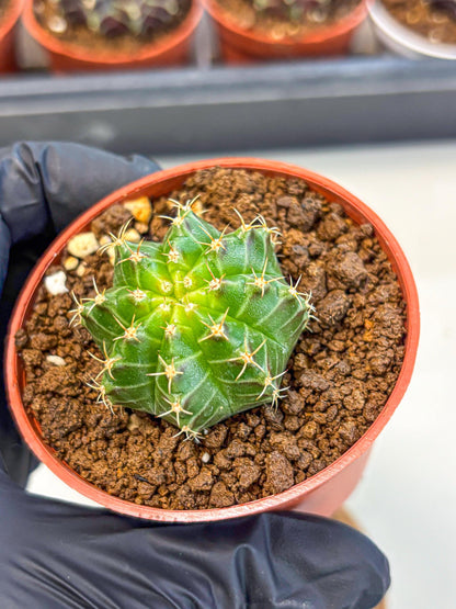 Gymnocalycium Neon (gy14) (b2) | Variegated cactus