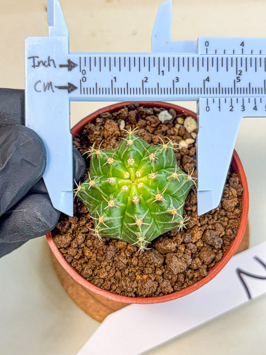 Gymnocalycium Neon (gy14) (b2) | Variegated cactus