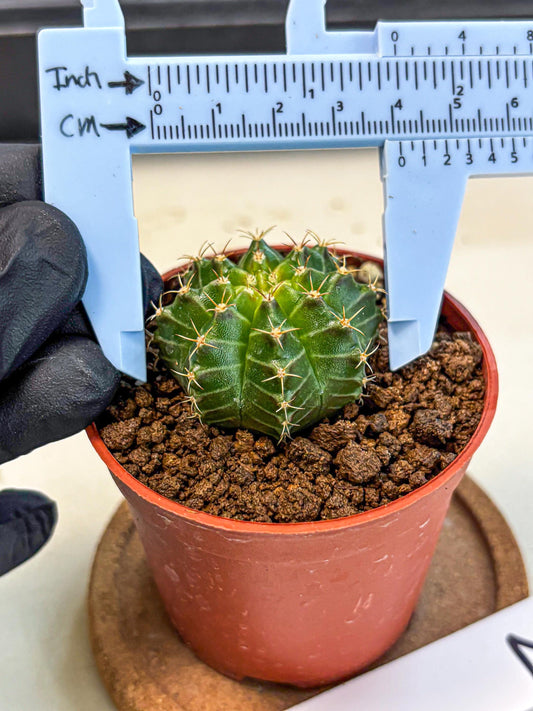Gymnocalycium Neon (gy14) (b2) | Variegated cactus