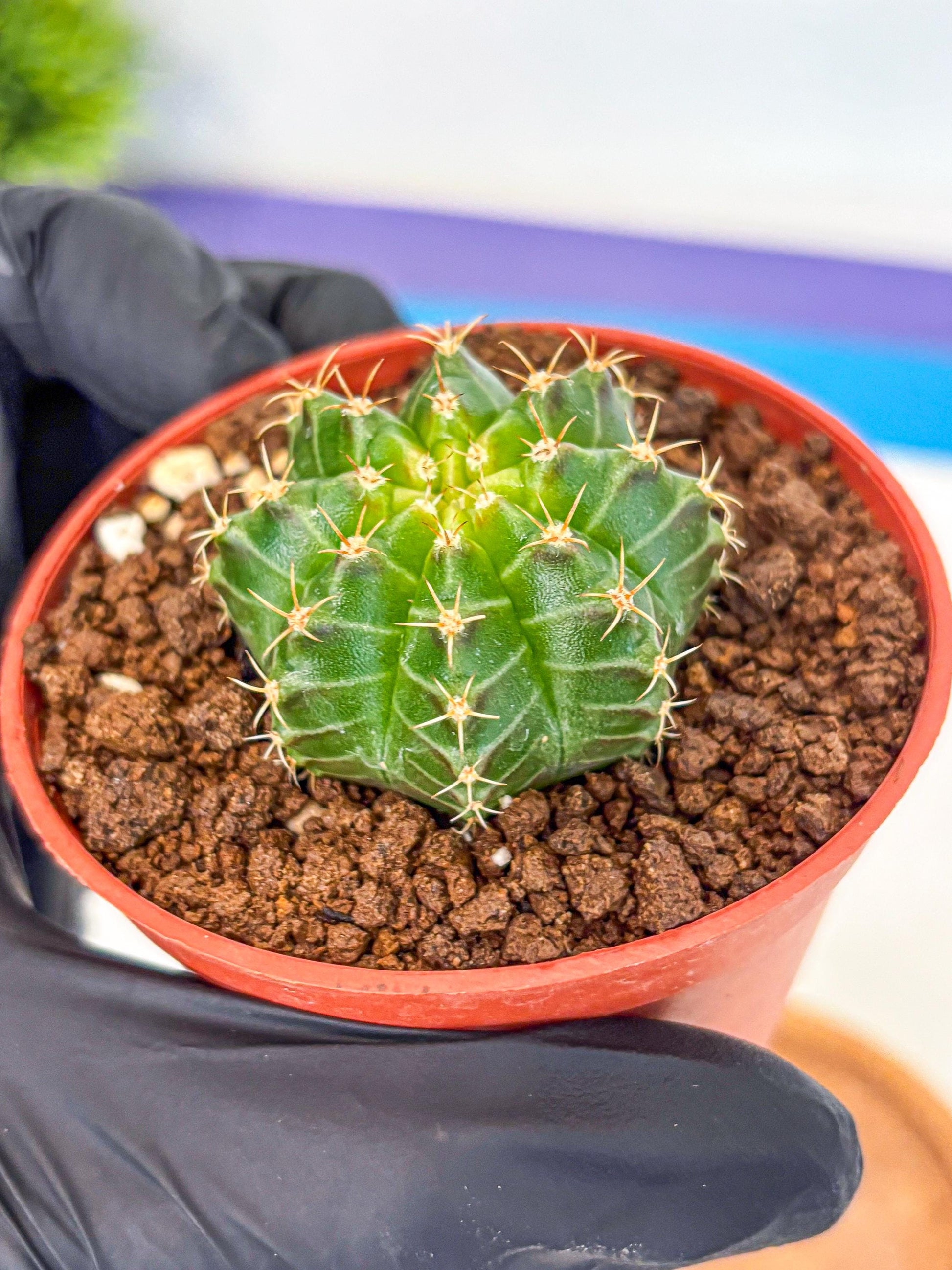 Gymnocalycium Neon (gy14) (b2) | Variegated cactus