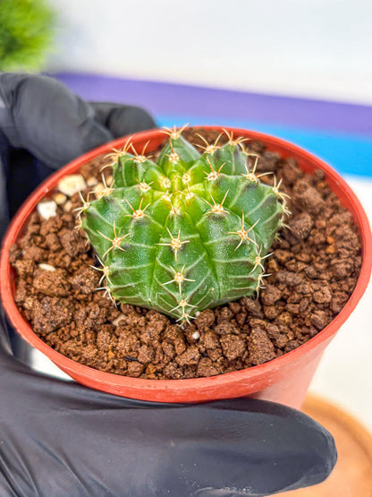 Gymnocalycium Neon (gy14) (b2) | Variegated cactus