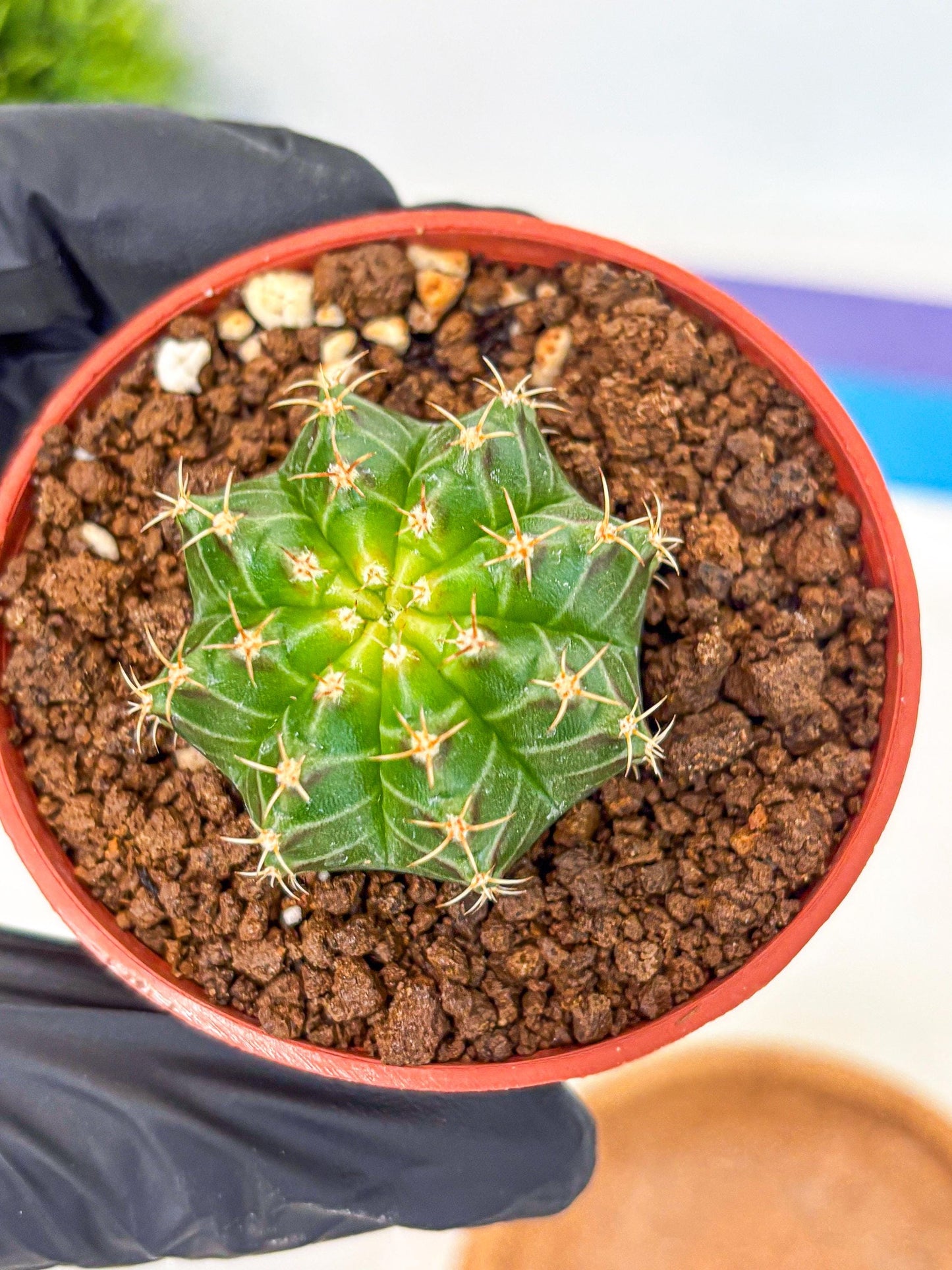 Gymnocalycium Neon (gy14) (b2) | Variegated cactus