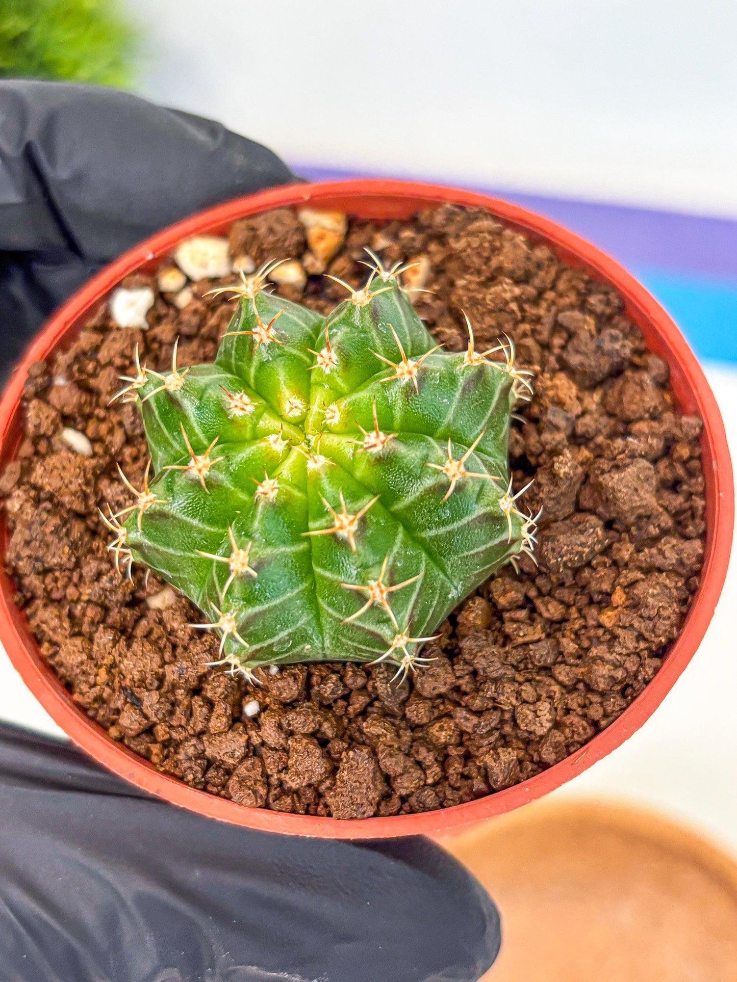 Gymnocalycium Neon (gy14) (b2) | Variegated cactus