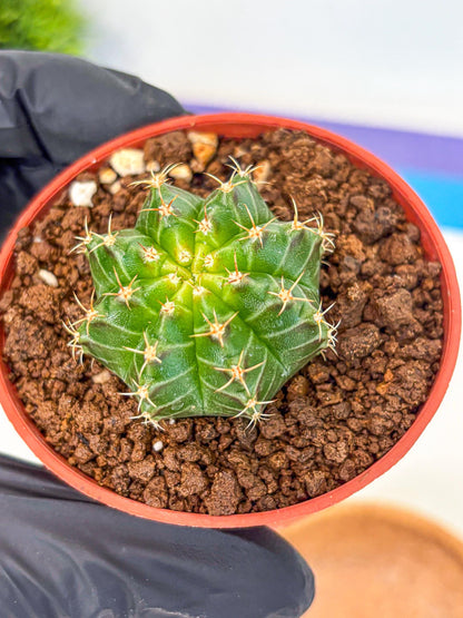 Gymnocalycium Neon (gy14) (b2) | Variegated cactus