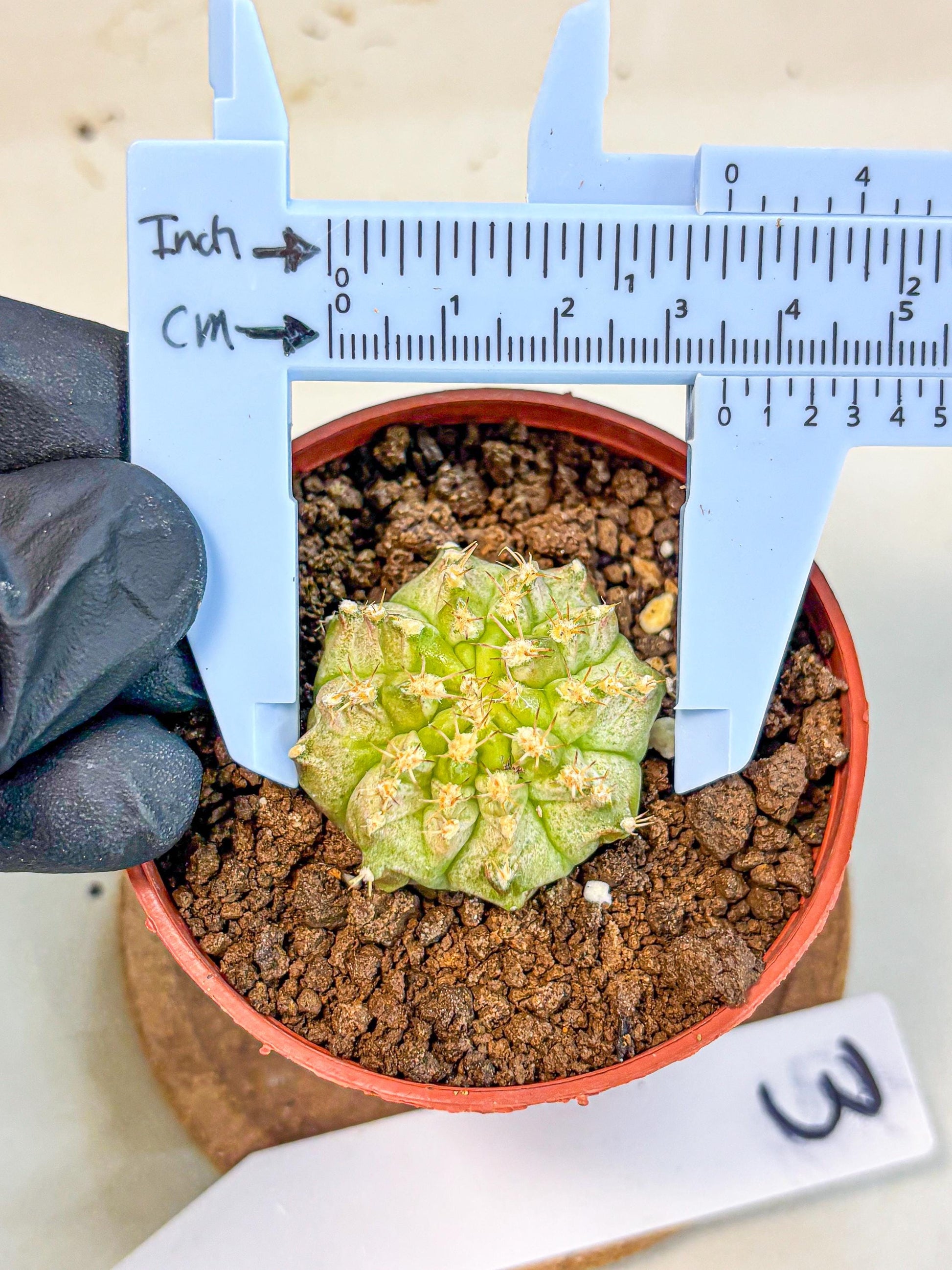 Gymnocalycium Neon (gy14) (b3) | Variegated cactus