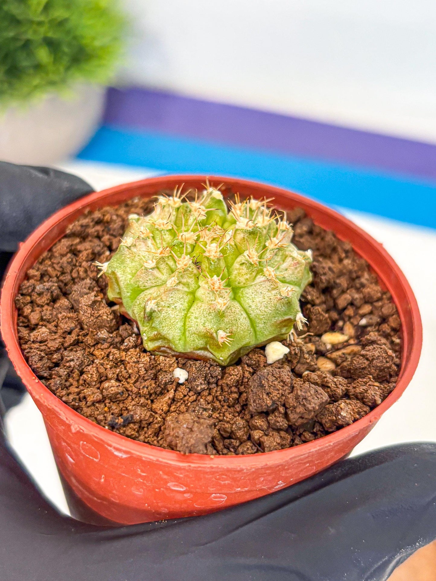 Gymnocalycium Neon (gy14) (b3) | Variegated cactus