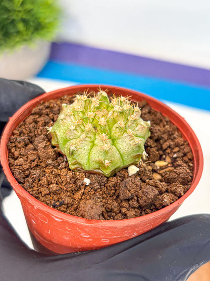 Gymnocalycium Neon (gy14) (b3) | Variegated cactus