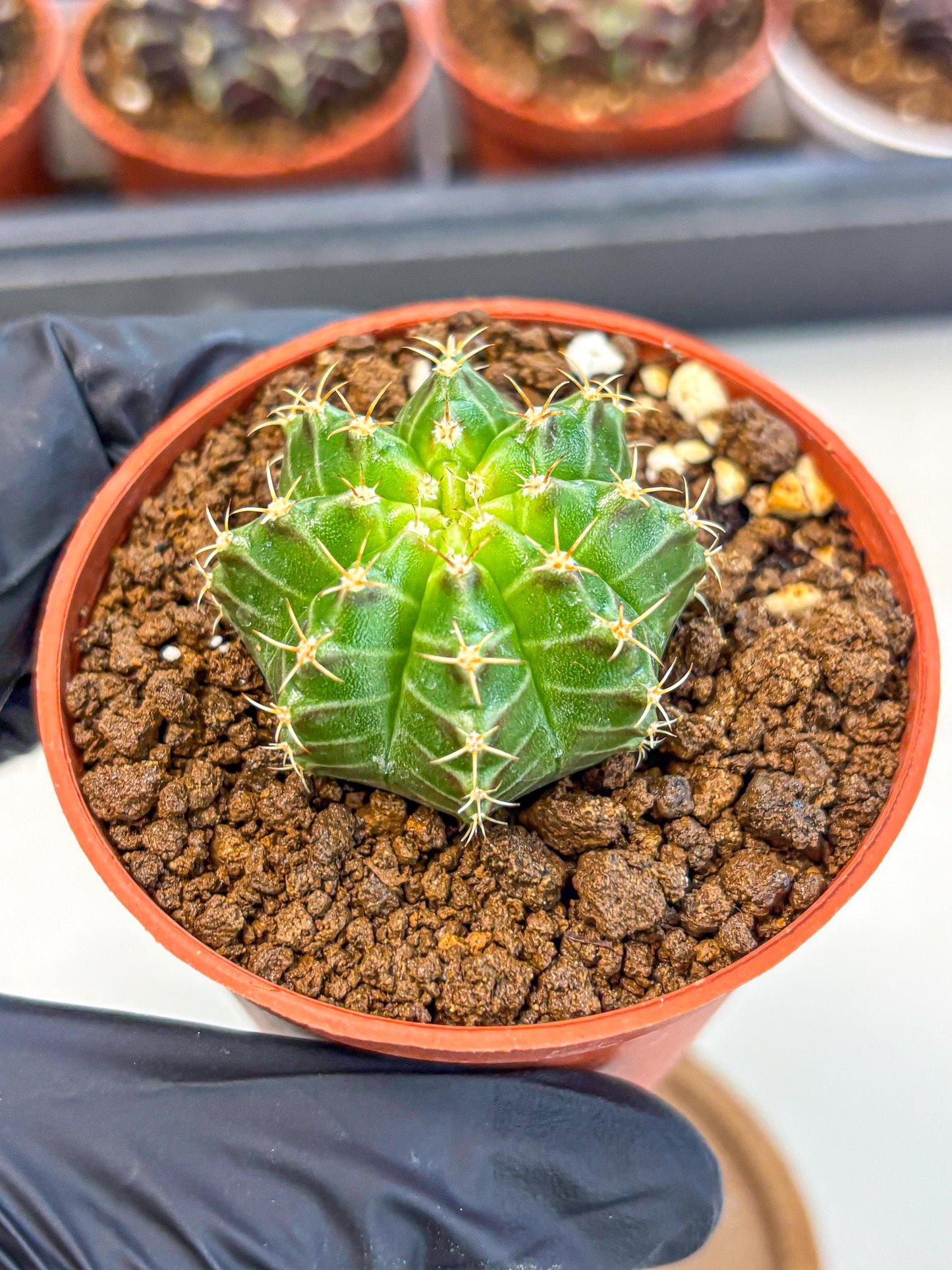 Gymnocalycium Neon (gy14) (b2) | Variegated cactus