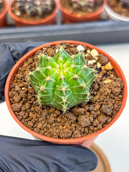 Gymnocalycium Neon (gy14) (b2) | Variegated cactus