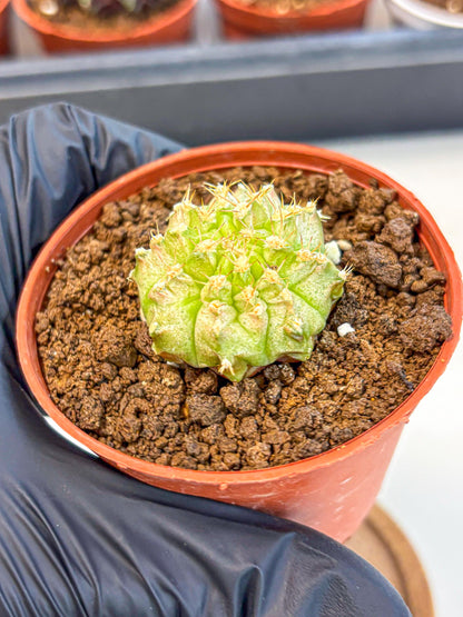 Gymnocalycium Neon (gy14) (b3) | Variegated cactus