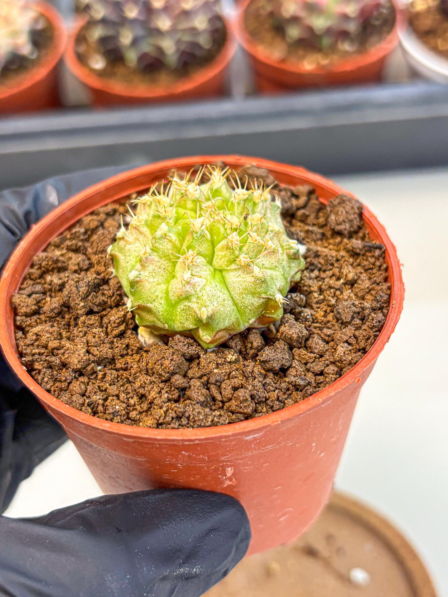 Gymnocalycium Neon (gy14) (b3) | Variegated cactus