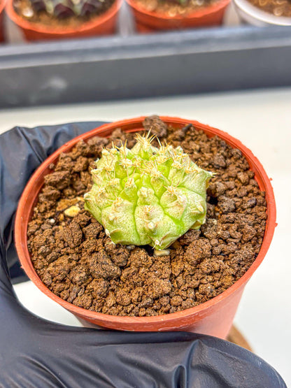 Gymnocalycium Neon (gy14) (b3) | Variegated cactus