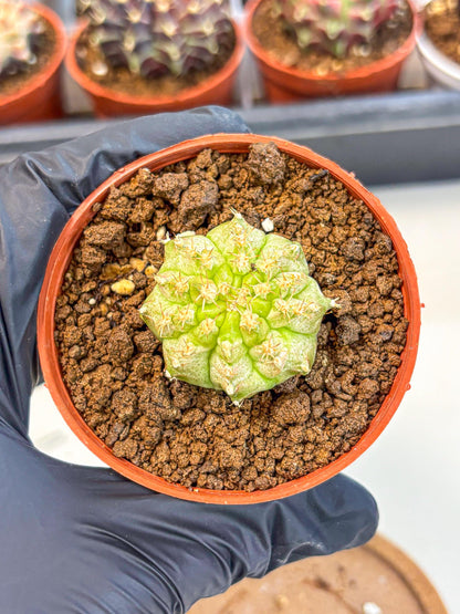 Gymnocalycium Neon (gy14) (b3) | Variegated cactus