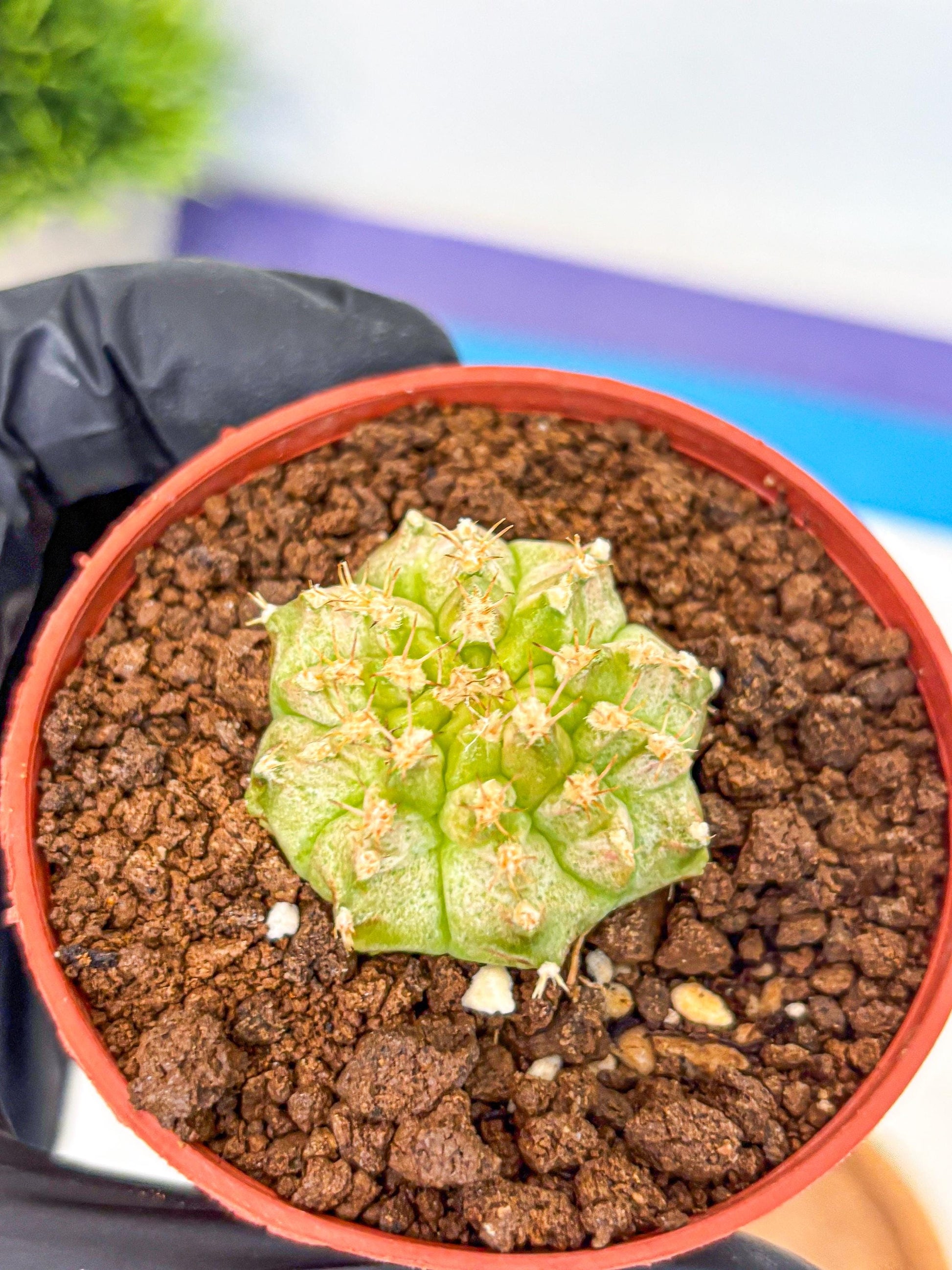 Gymnocalycium Neon (gy14) (b3) | Variegated cactus