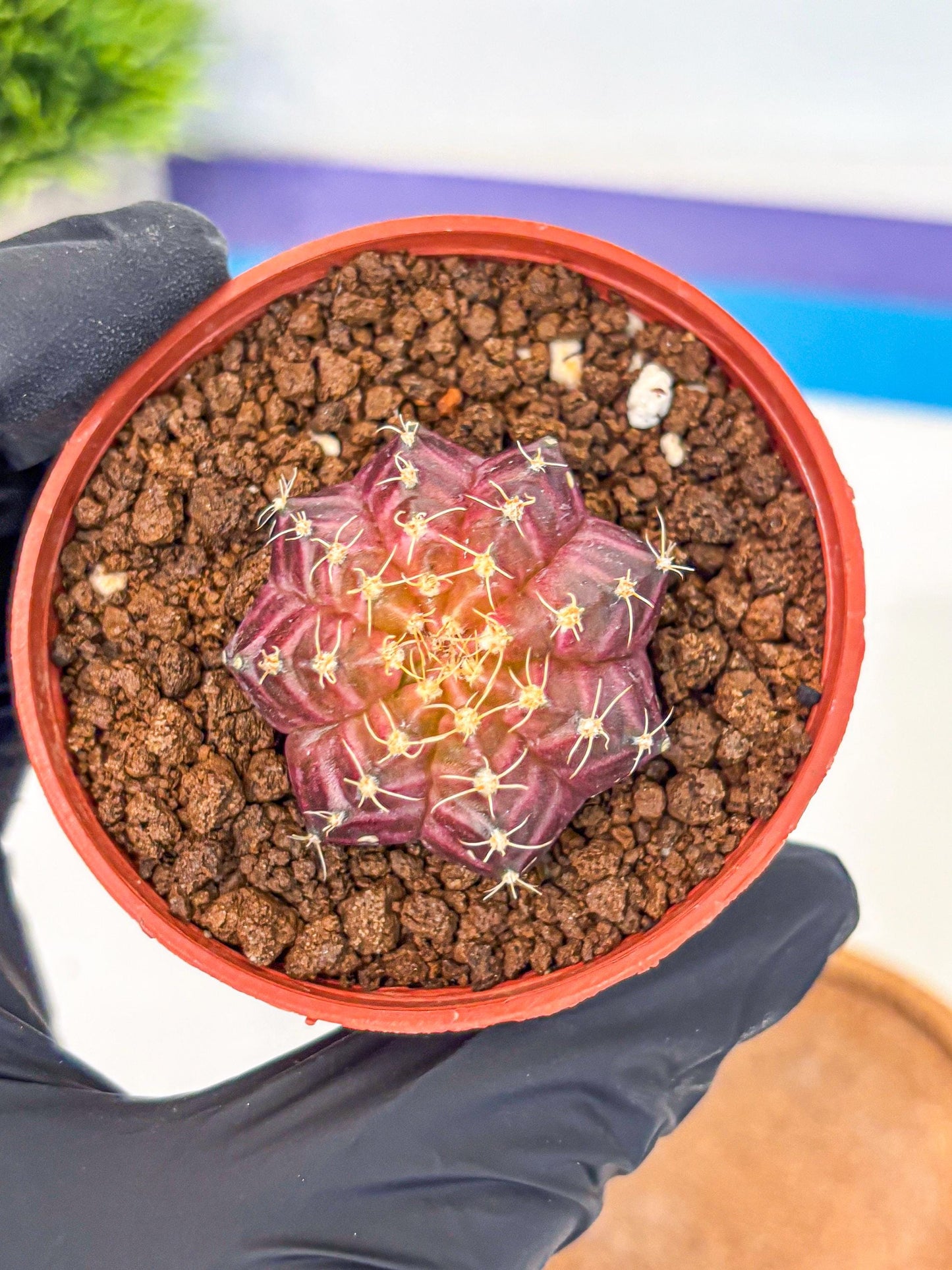Gymnocalycium Neon (gy14) (b4) | Variegated cactus
