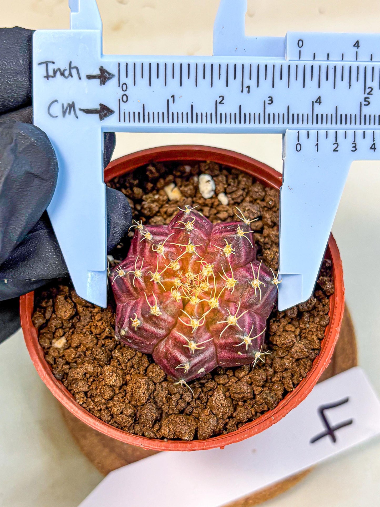 Gymnocalycium Neon (gy14) (b4) | Variegated cactus