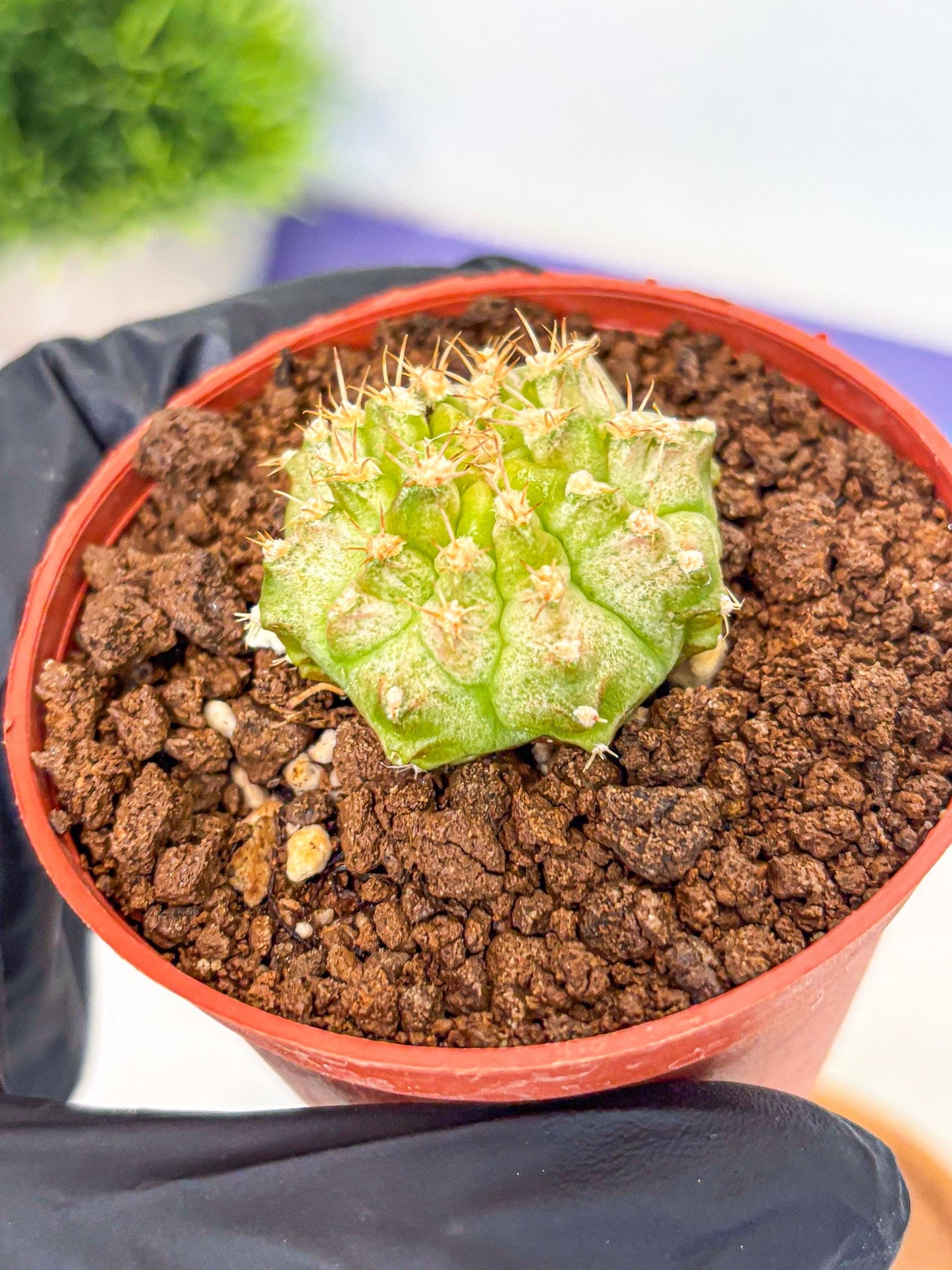 Gymnocalycium Neon (gy14) (b3) | Variegated cactus