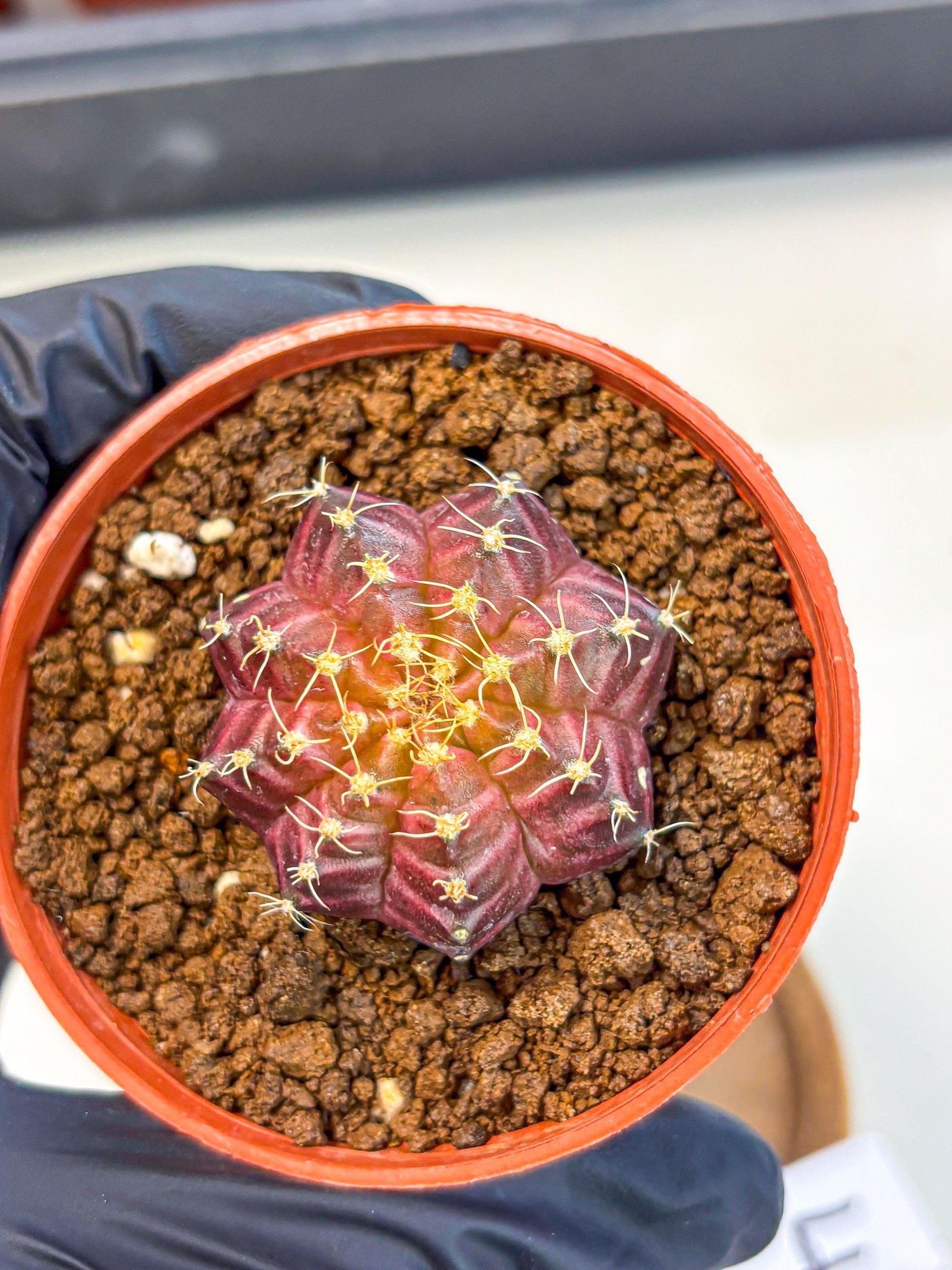 Gymnocalycium Neon (gy14) (b4) | Variegated cactus