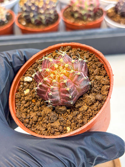 Gymnocalycium Neon (gy14) (b4) | Variegated cactus