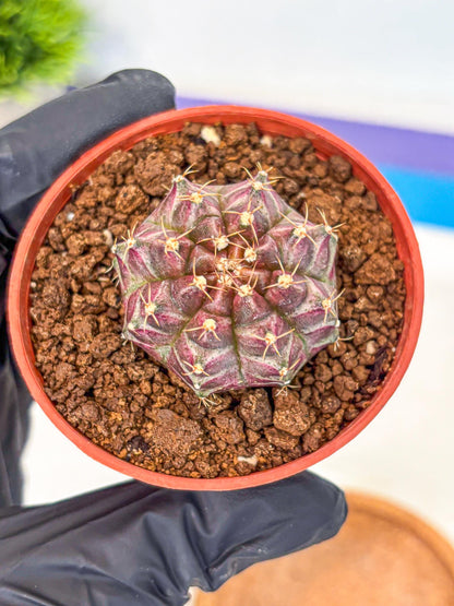 Gymnocalycium Neon (gy14) (b5) | Variegated cactus