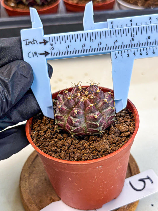 Gymnocalycium Neon (gy14) (b5) | Variegated cactus