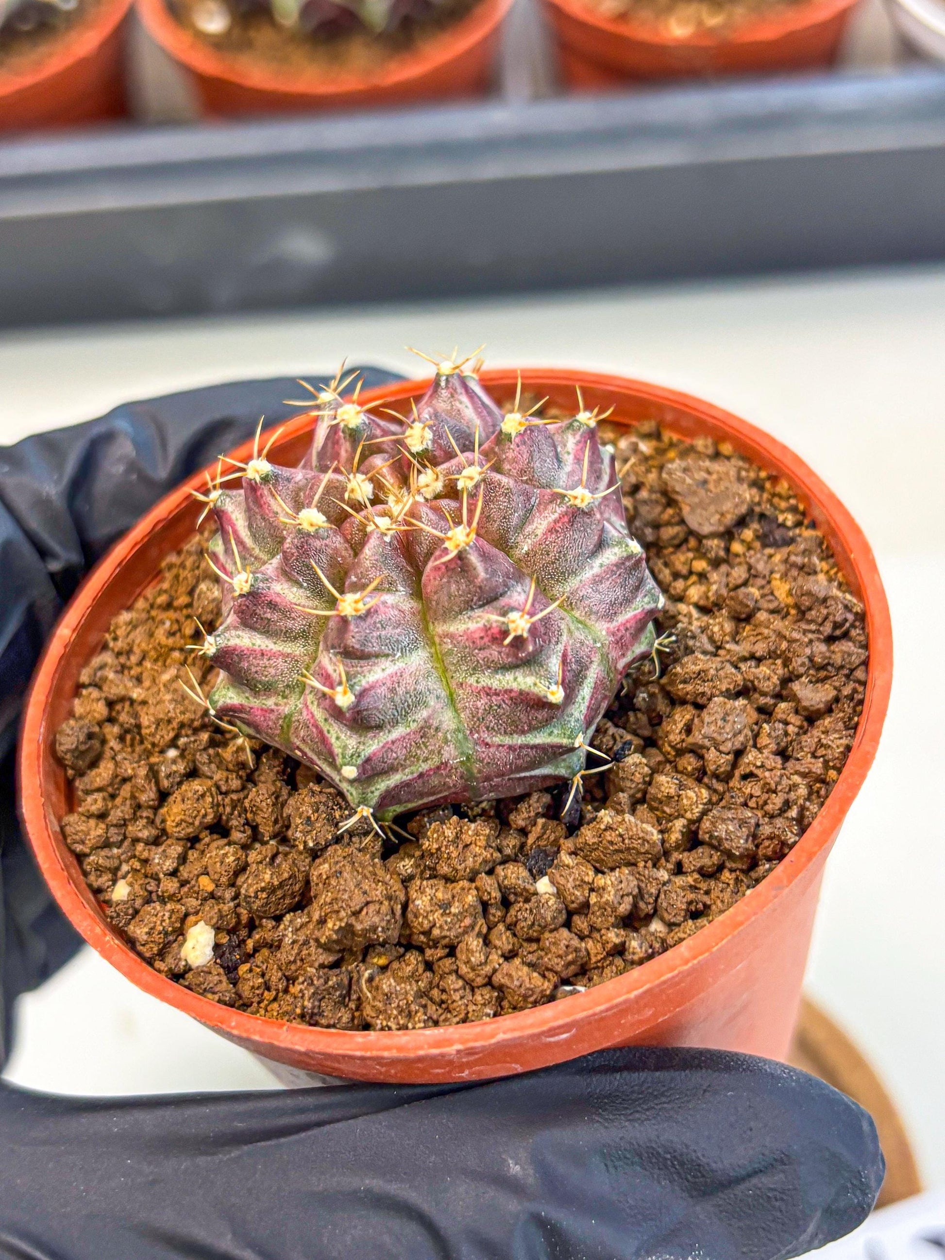 Gymnocalycium Neon (gy14) (b5) | Variegated cactus