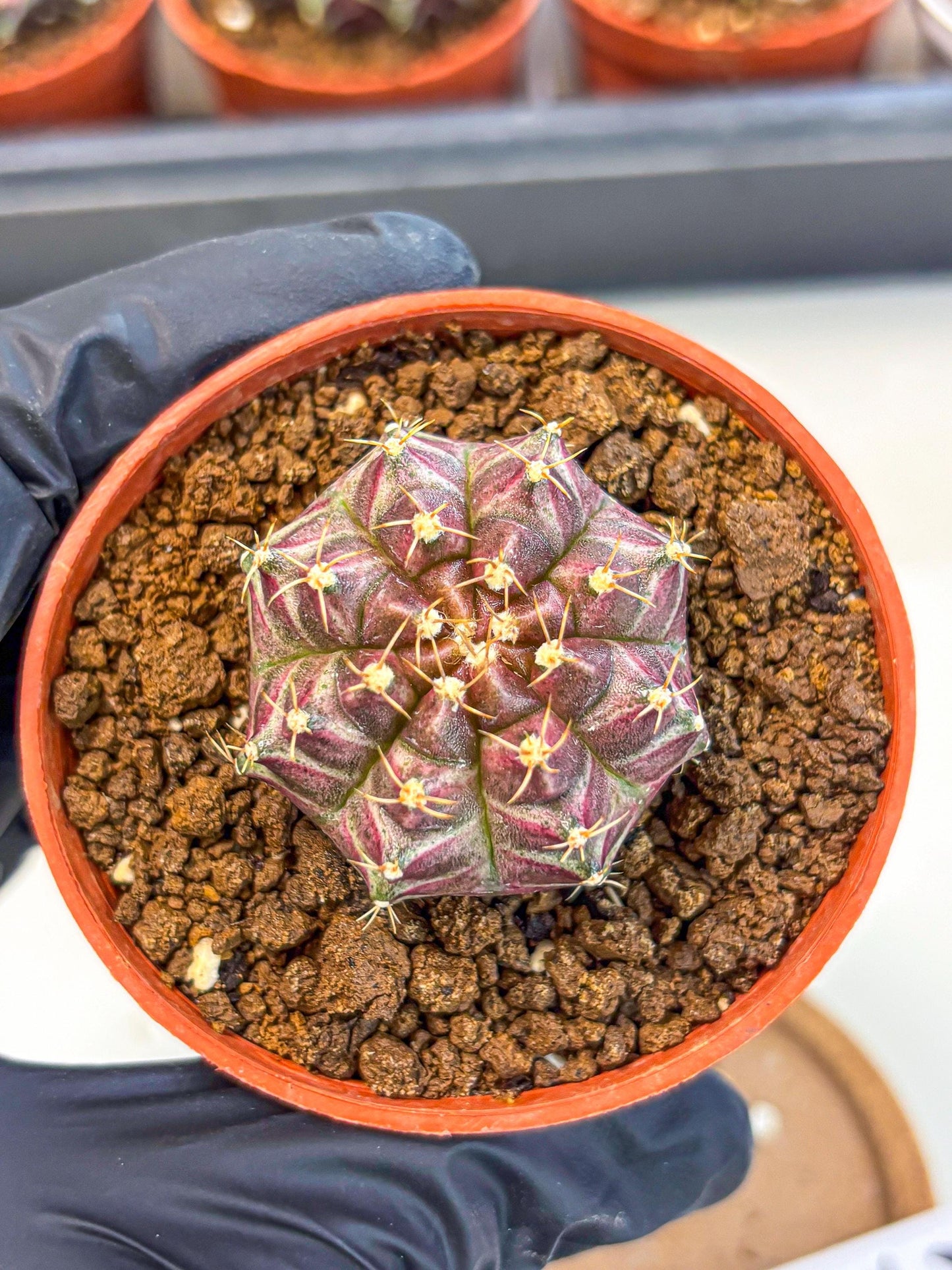Gymnocalycium Neon (gy14) (b5) | Variegated cactus