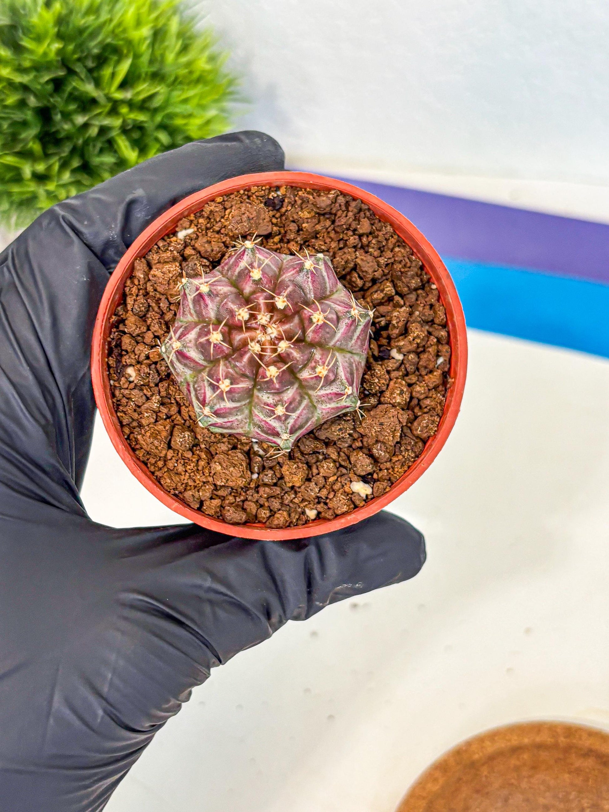 Gymnocalycium Neon (gy14) (b5) | Variegated cactus