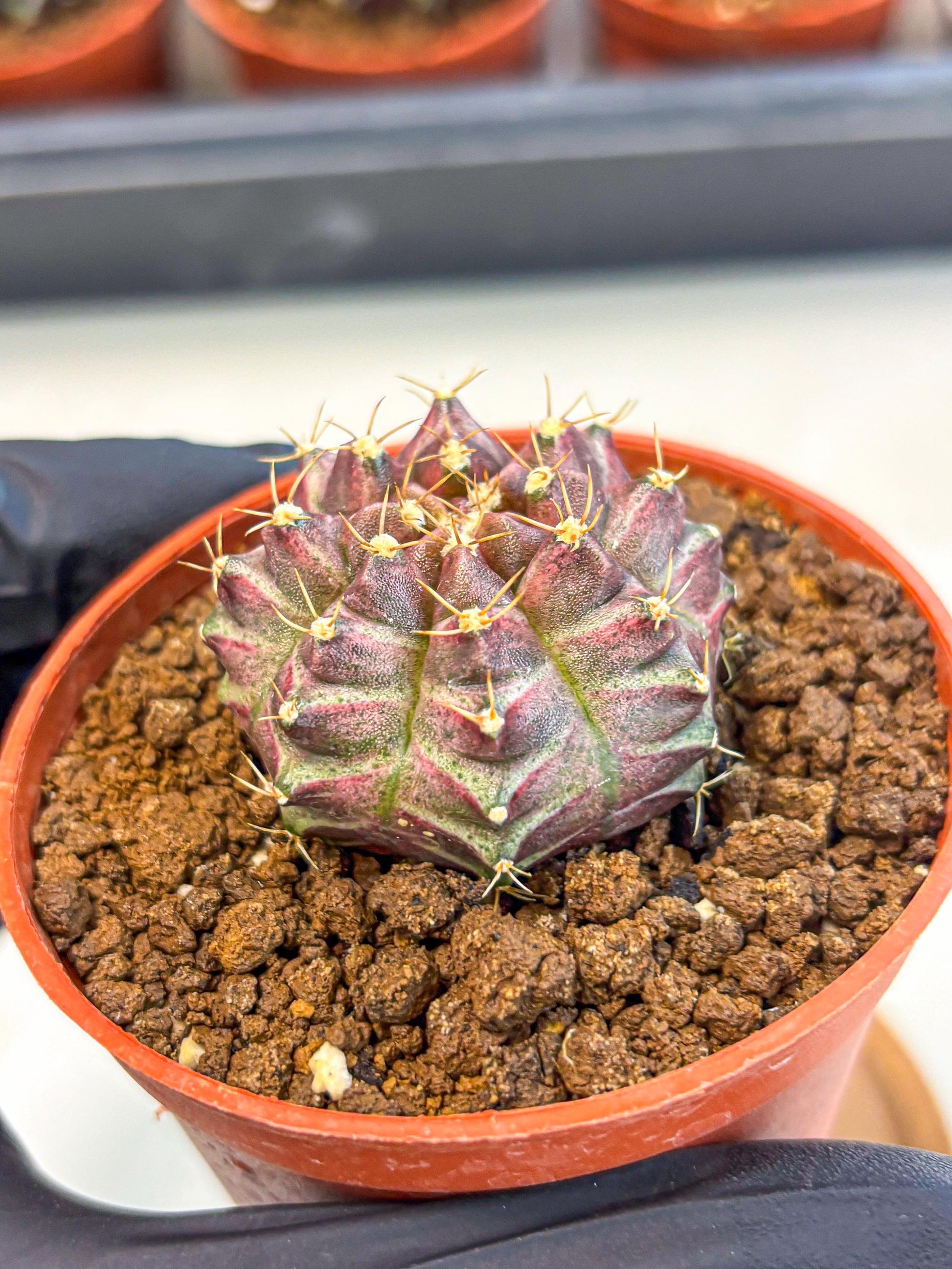 Gymnocalycium Neon (gy14) (b5) | Variegated cactus