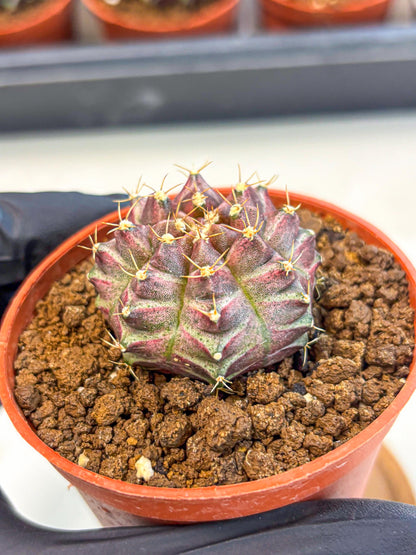 Gymnocalycium Neon (gy14) (b5) | Variegated cactus