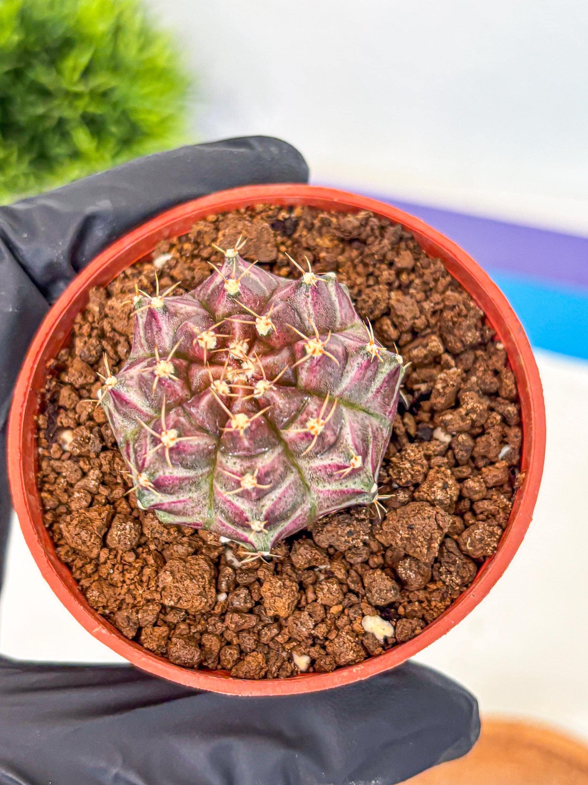 Gymnocalycium Neon (gy14) (b5) | Variegated cactus