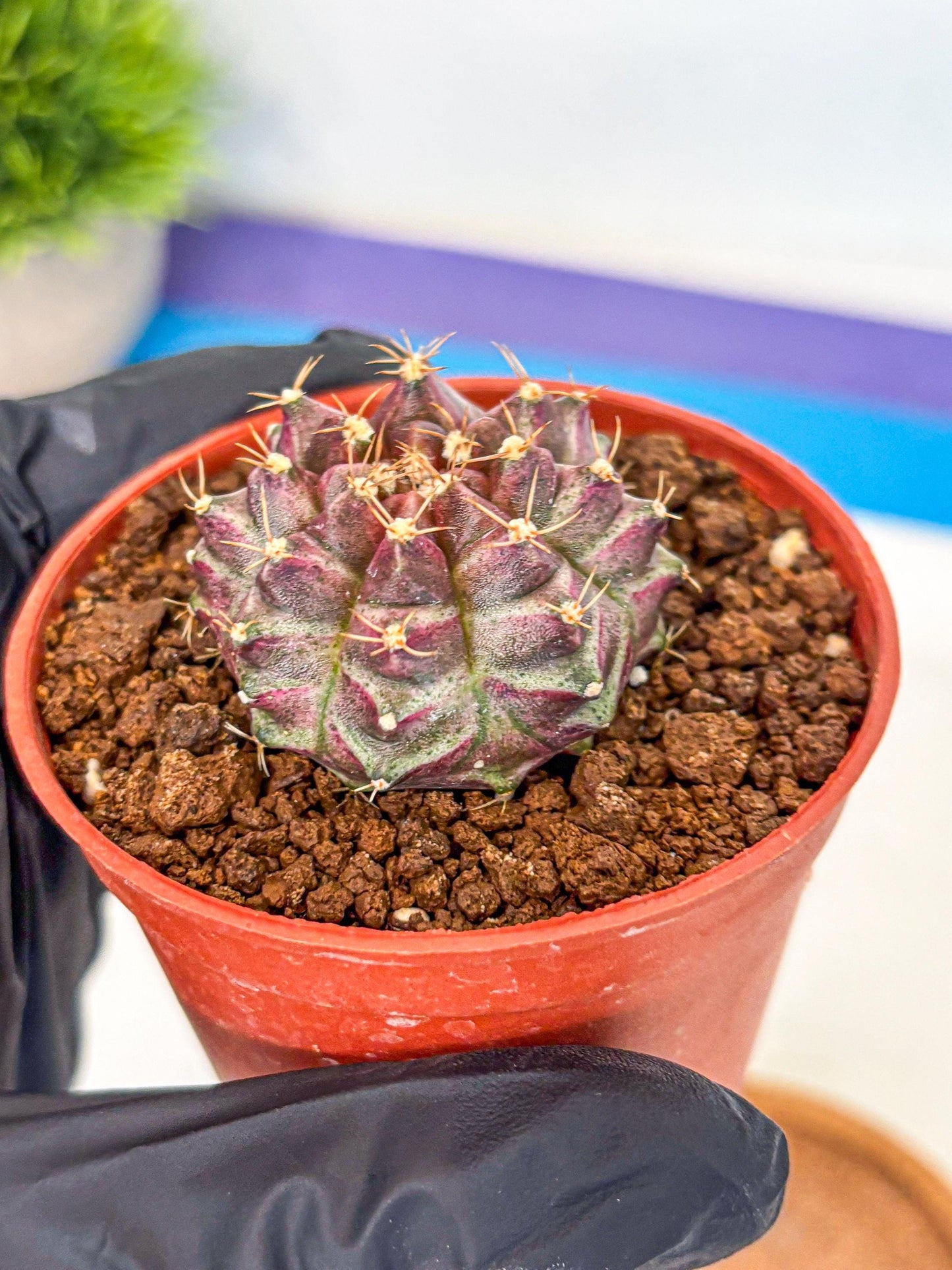 Gymnocalycium Neon (gy14) (b5) | Variegated cactus