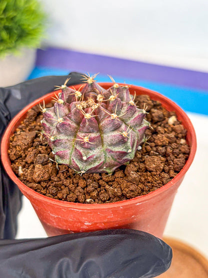 Gymnocalycium Neon (gy14) (b5) | Variegated cactus