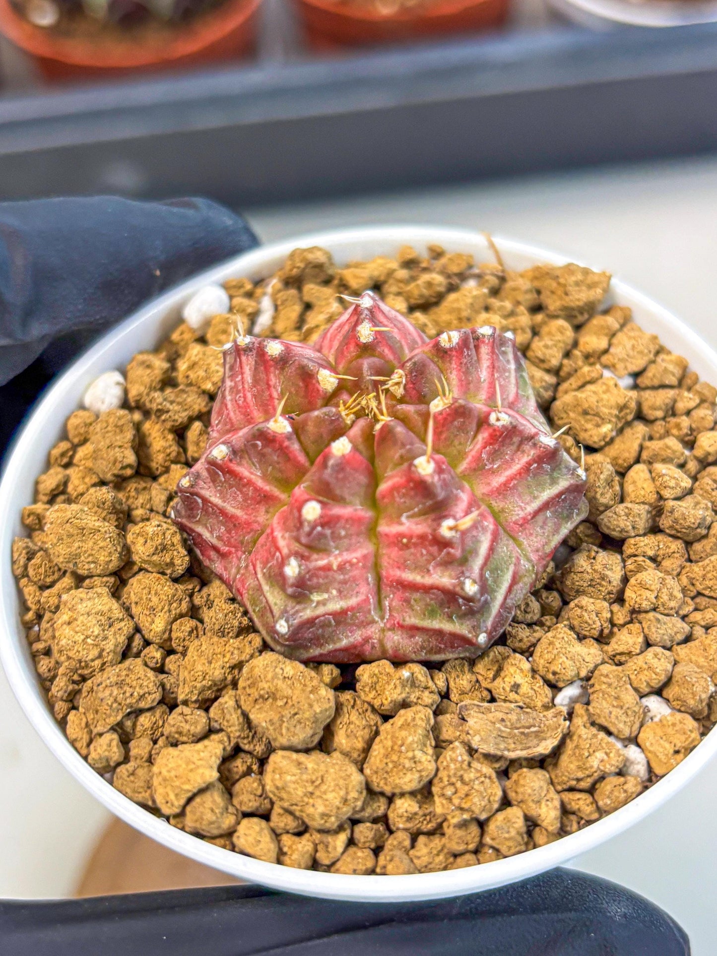 Gymnocalycium Neon (gy14) (b7) | Variegated cactus