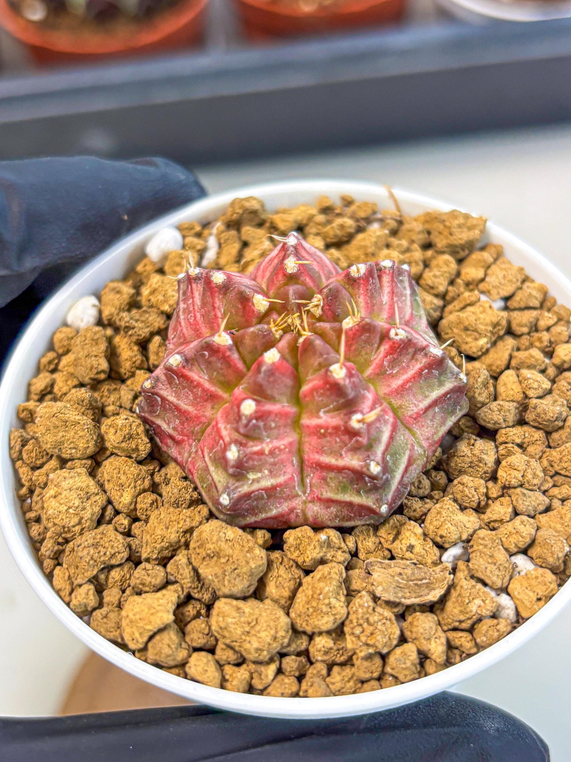Gymnocalycium Neon (gy14) (b7) | Variegated cactus