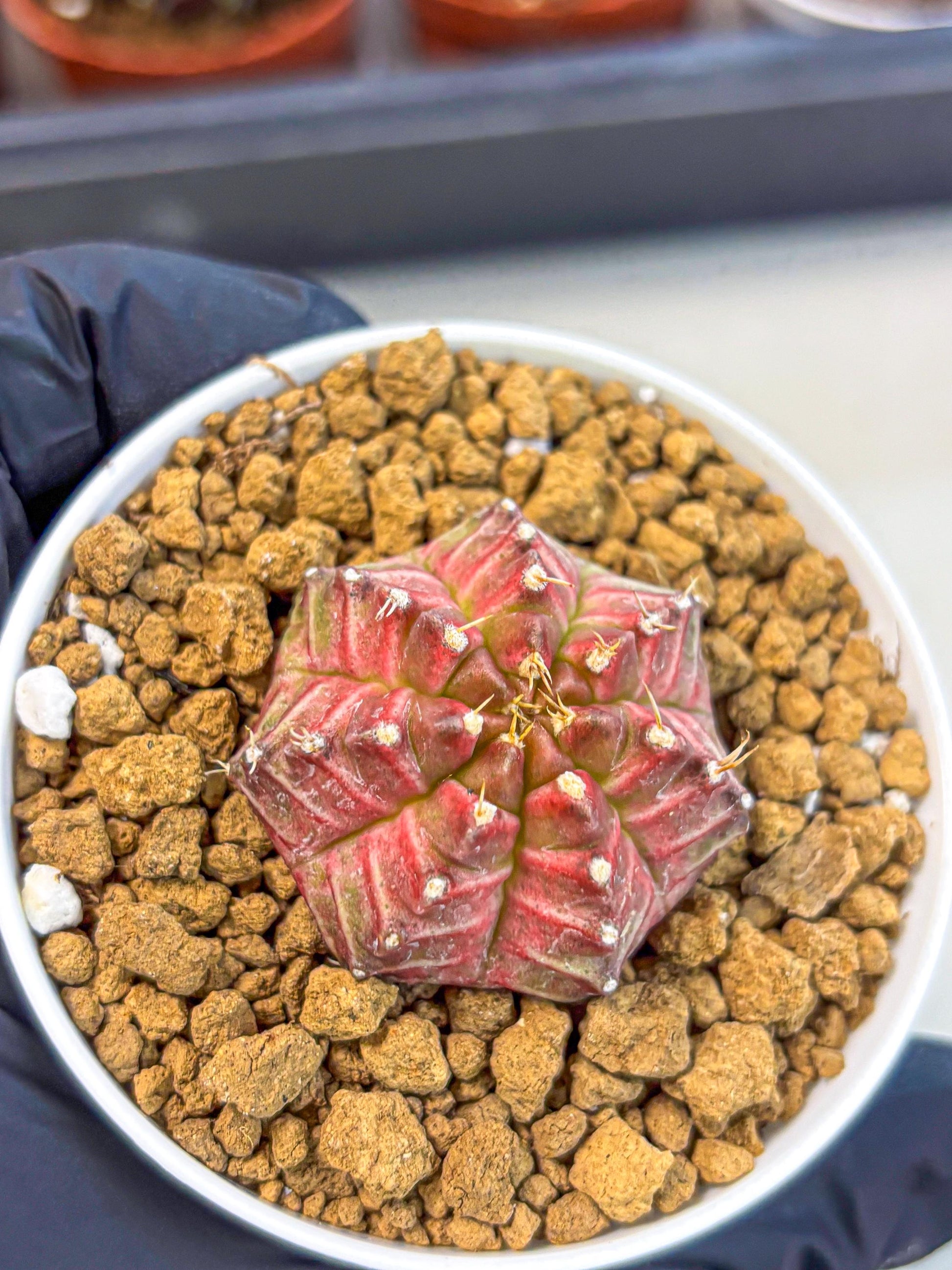 Gymnocalycium Neon (gy14) (b7) | Variegated cactus