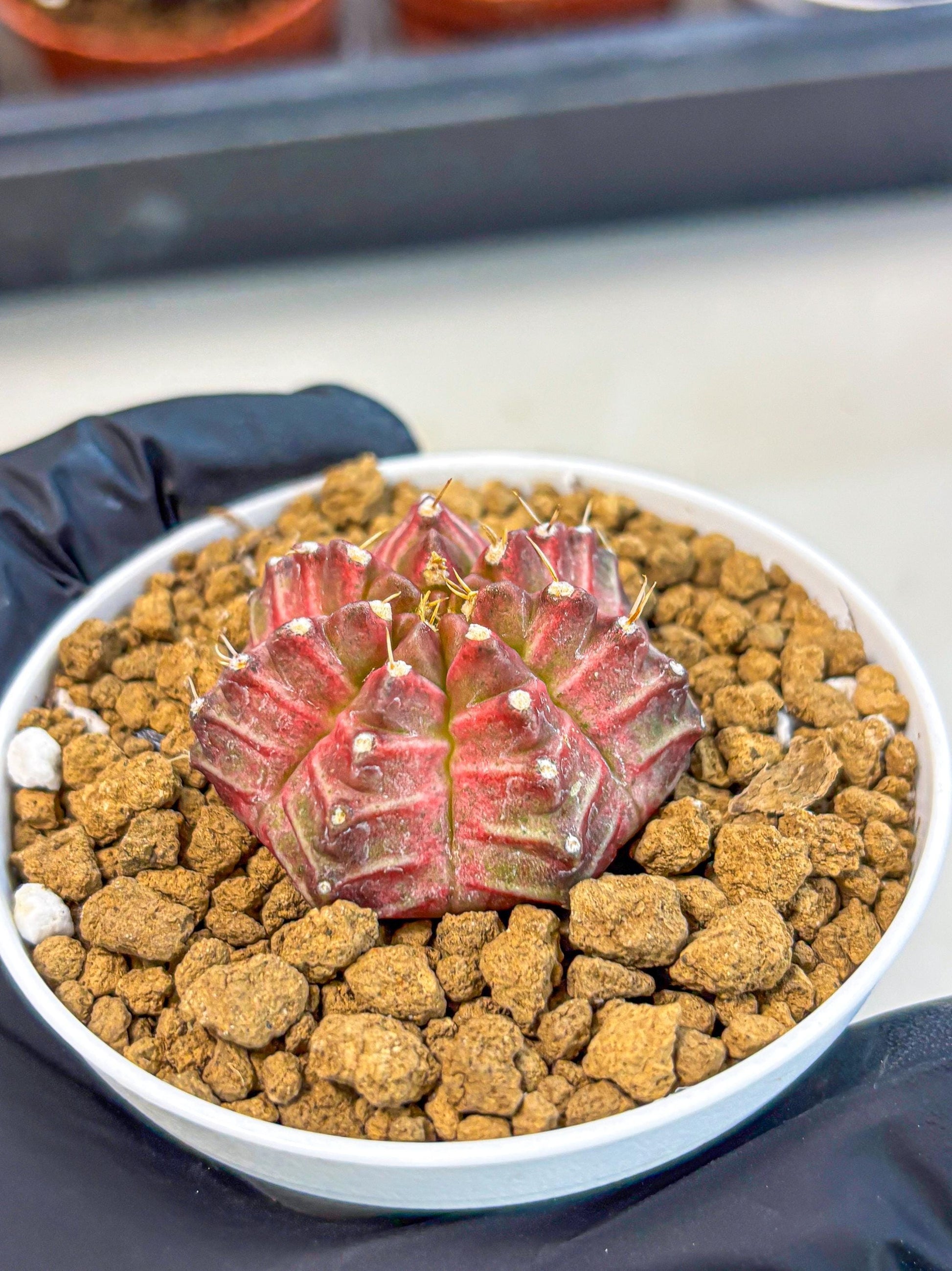 Gymnocalycium Neon (gy14) (b7) | Variegated cactus