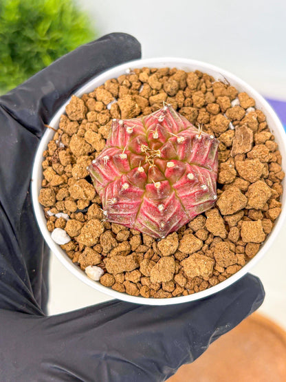 Gymnocalycium Neon (gy14) (b7) | Variegated cactus