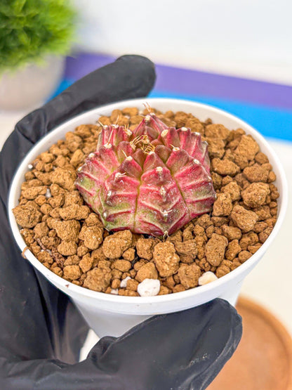 Gymnocalycium Neon (gy14) (b7) | Variegated cactus