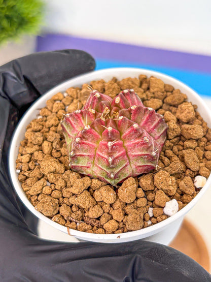 Gymnocalycium Neon (gy14) (b7) | Variegated cactus