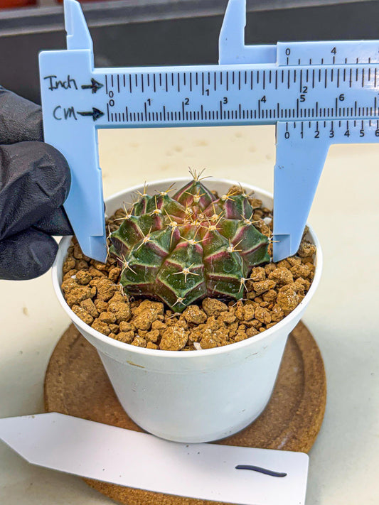 Gymnocalycium Neon (gy14) (g1) | Variegated cactus