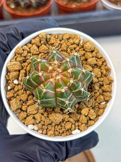 Gymnocalycium Neon (gy14) (g1) | Variegated cactus