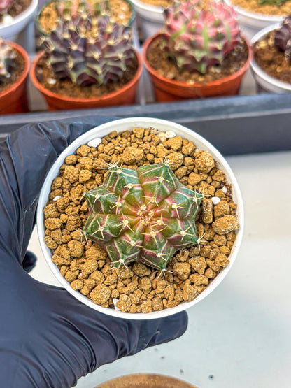 Gymnocalycium Neon (gy14) (g1) | Variegated cactus