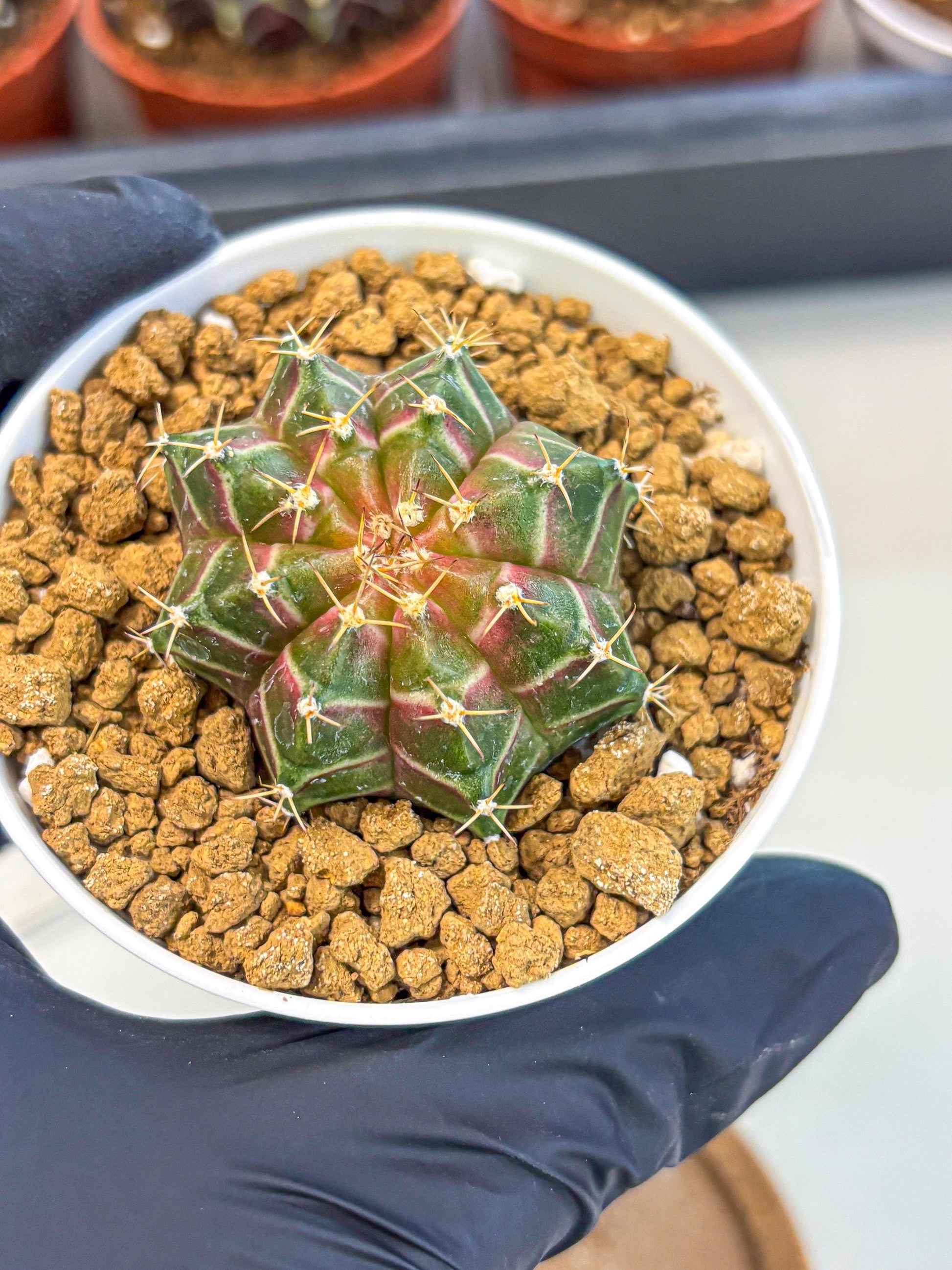 Gymnocalycium Neon (gy14) (g1) | Variegated cactus