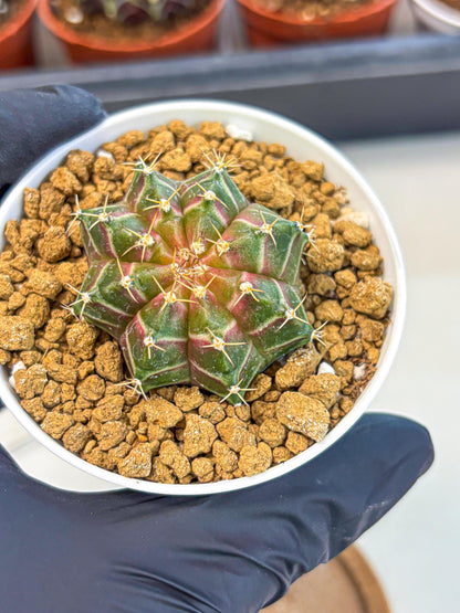 Gymnocalycium Neon (gy14) (g1) | Variegated cactus