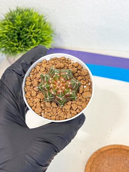 Gymnocalycium Neon (gy14) (g1) | Variegated cactus