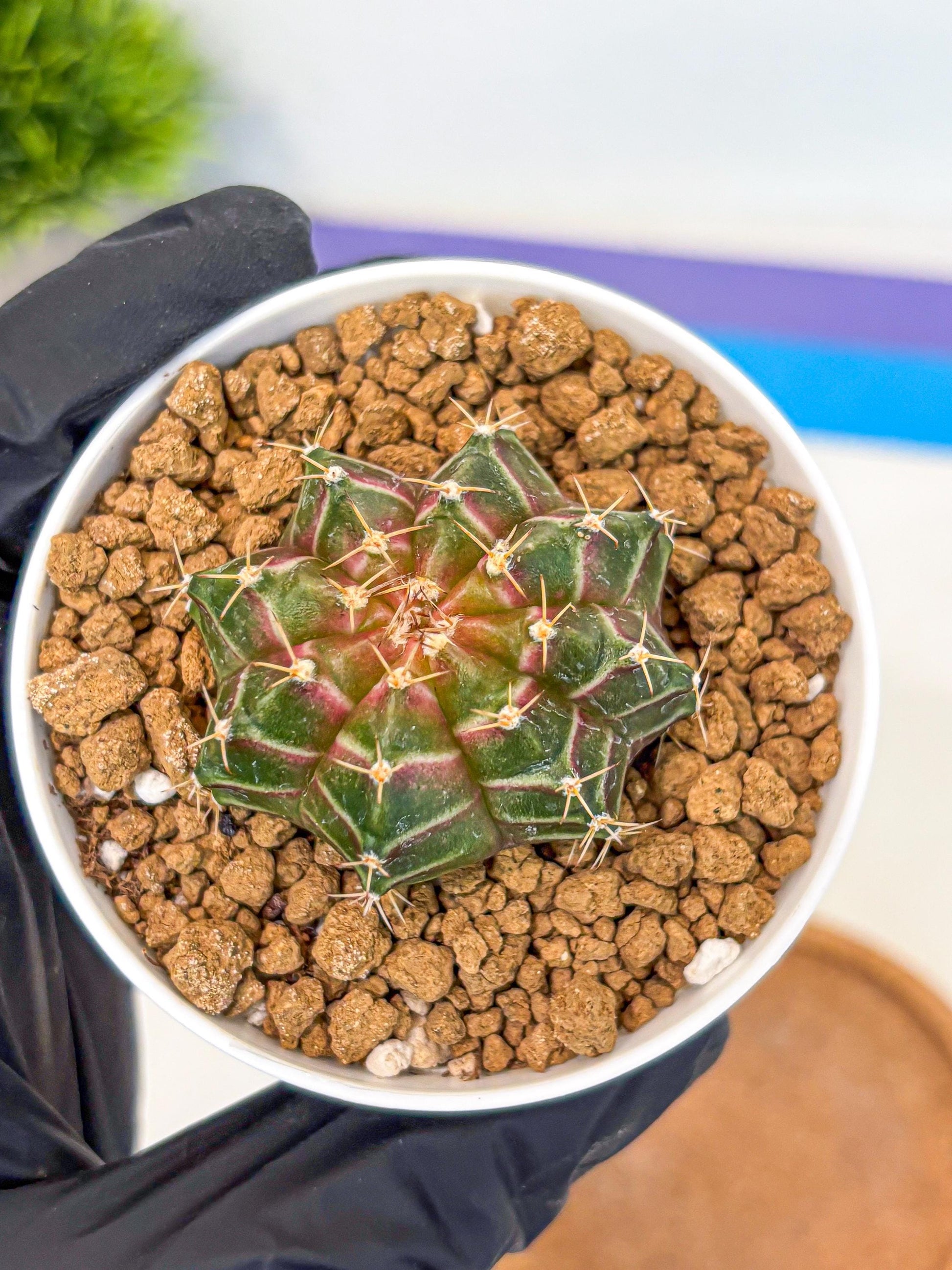 Gymnocalycium Neon (gy14) (g1) | Variegated cactus