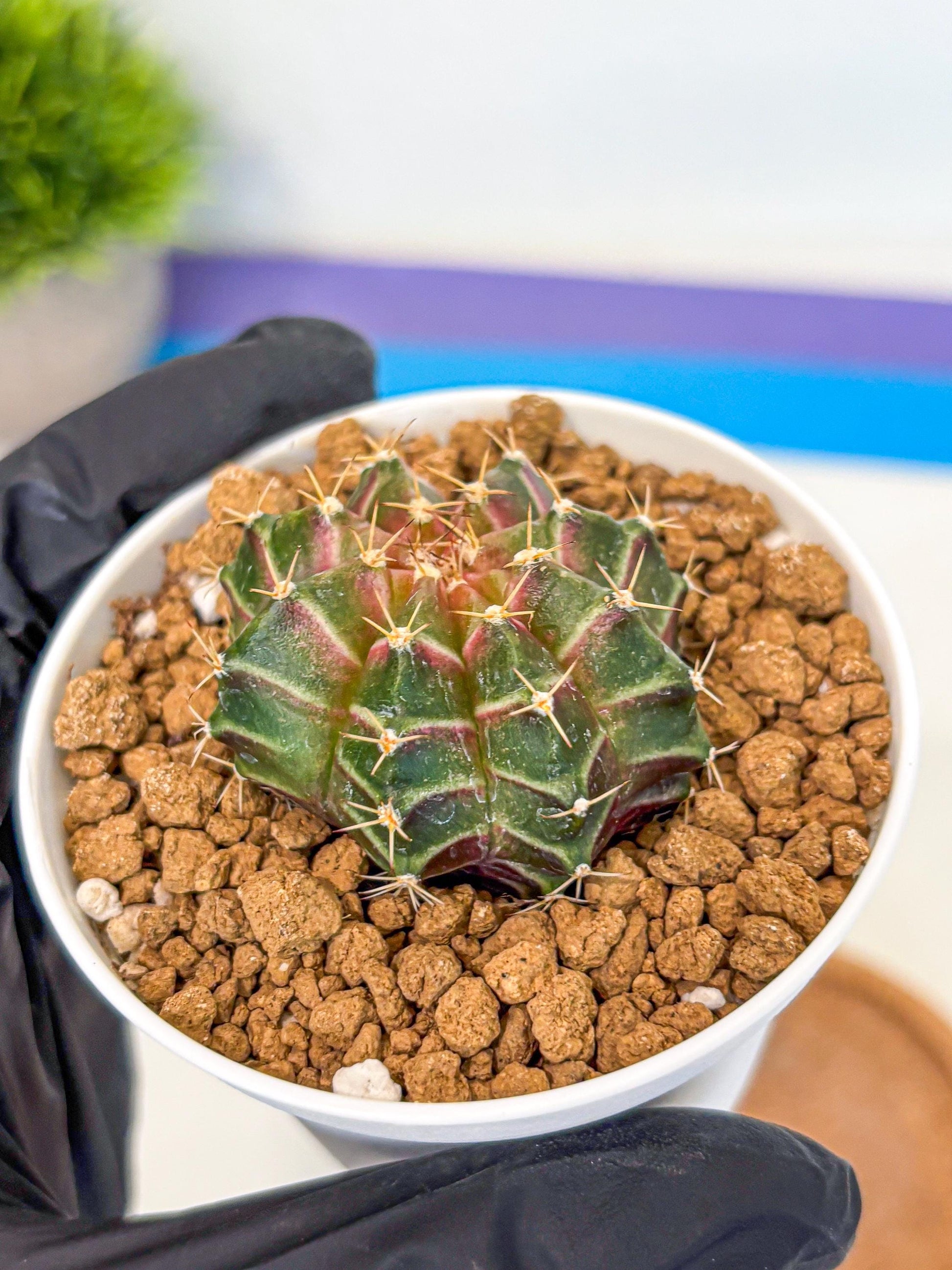 Gymnocalycium Neon (gy14) (g1) | Variegated cactus