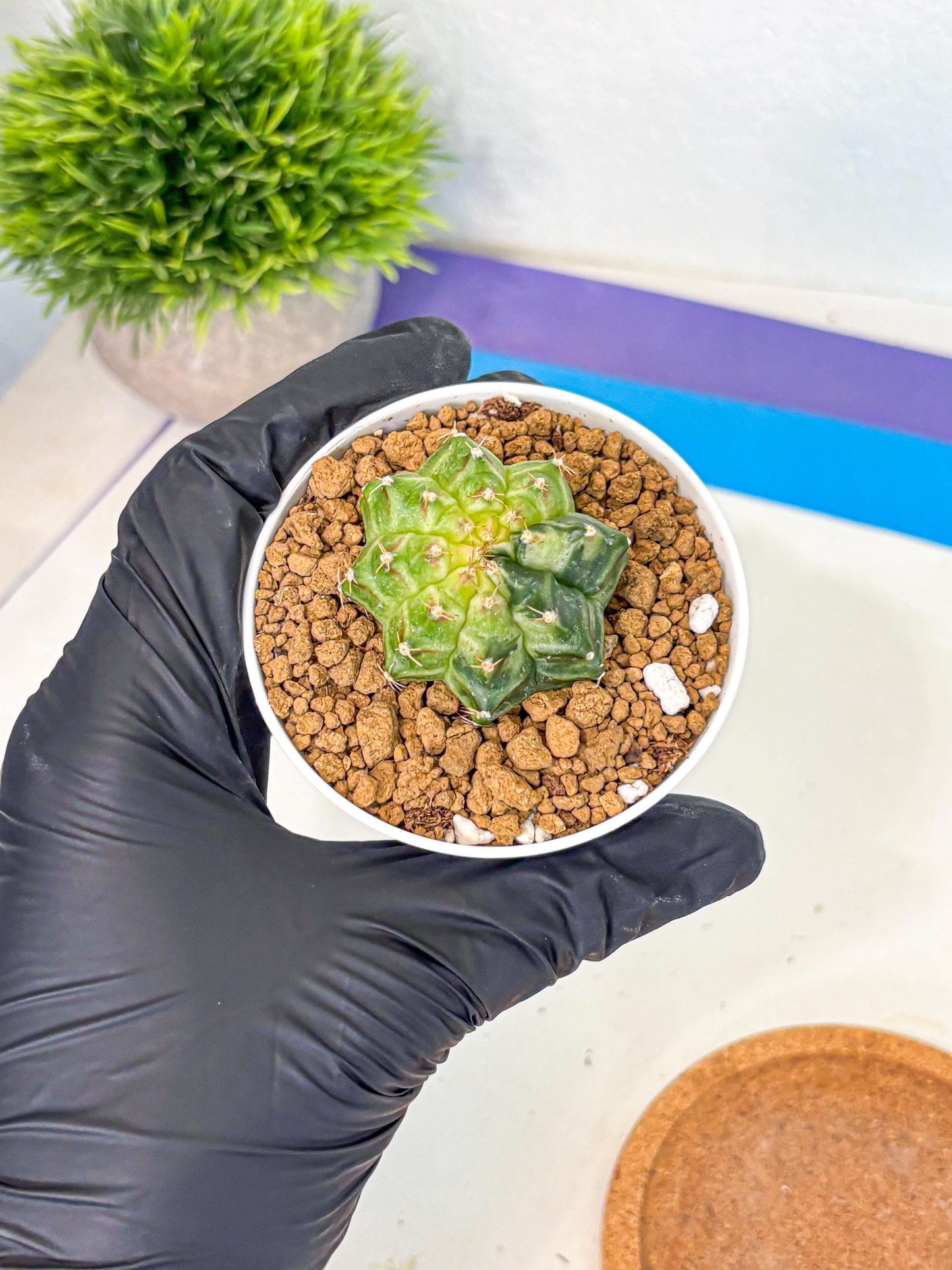 Gymnocalycium Neon (gy14) (g2) | Variegated cactus